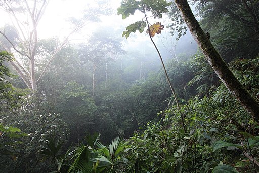 Amazon rainforest.jpeg